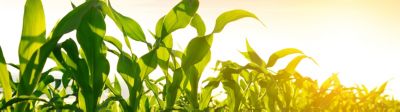 Products And Solutions | Corteva Agriscience